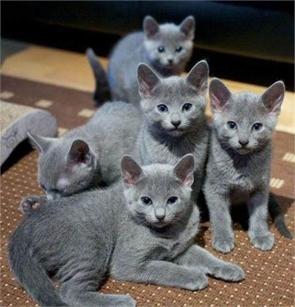 3 Blauwe Geregistreerde Russische Blauwe Kittens Kopen Overige Katten
