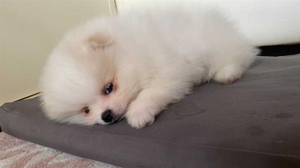 Grote foto pomeriaan pup dieren en toebehoren poolhonden keeshonden en oertypen