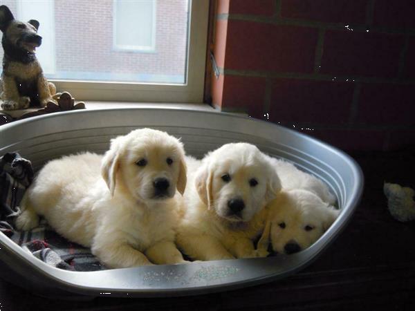 Grote foto mooie golden retriever pups. dieren en toebehoren retrievers spani ls en waterhonden