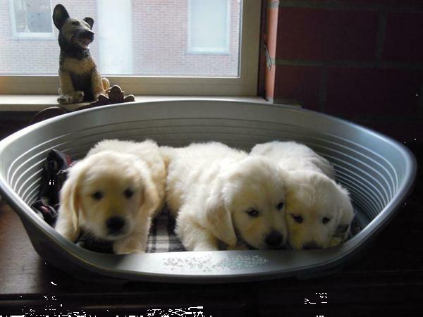 Grote foto mooie golden retriever pups. dieren en toebehoren retrievers spani ls en waterhonden