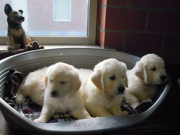 Grote foto mooie golden retriever pups. dieren en toebehoren retrievers spani ls en waterhonden