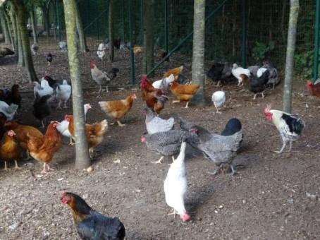 Grote foto legkippen dieren en toebehoren pluimvee