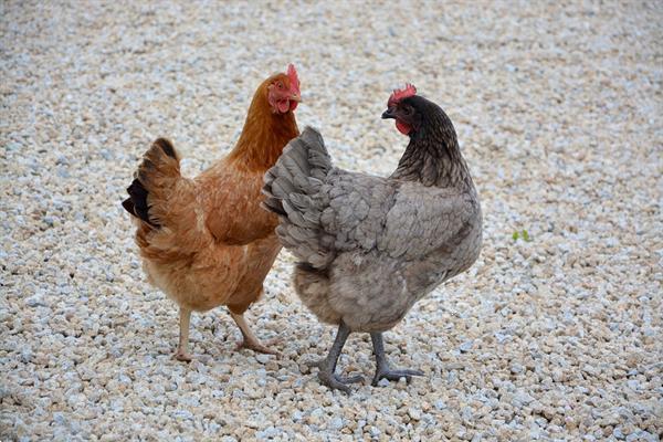 Grote foto legkippen dieren en toebehoren pluimvee