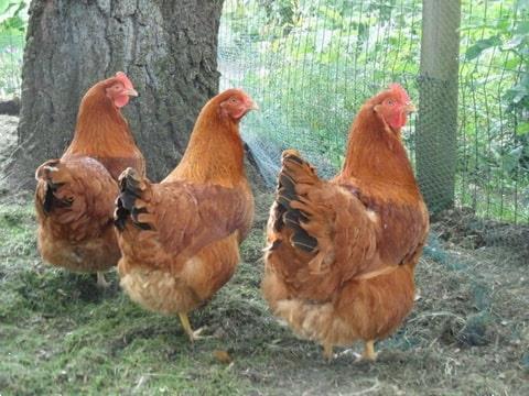 Grote foto legkippen dieren en toebehoren pluimvee