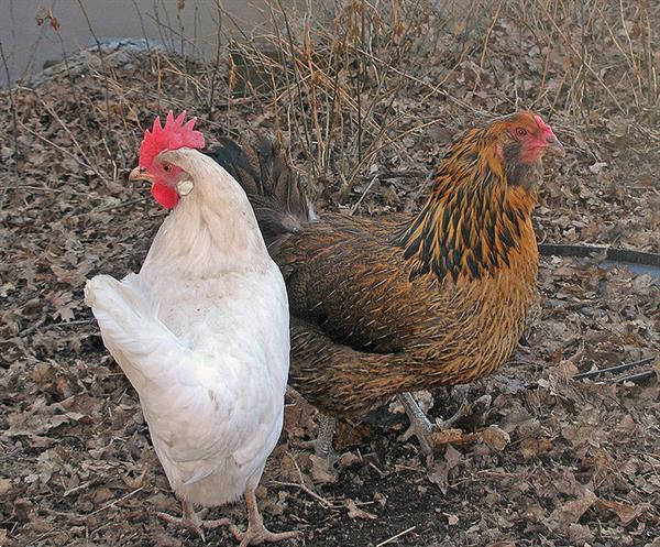 Grote foto legkippen dieren en toebehoren pluimvee