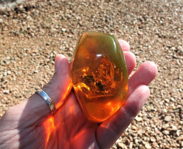 Grote foto grote middellandse wesp in faux amber. verzamelen dierenverzamelingen