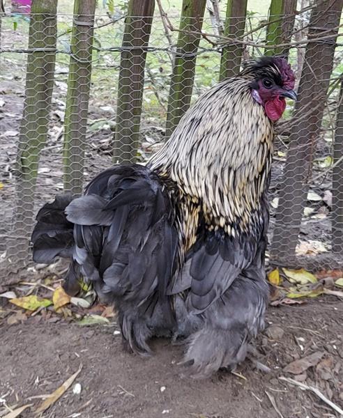 Grote foto gratis hanen dieren en toebehoren pluimvee