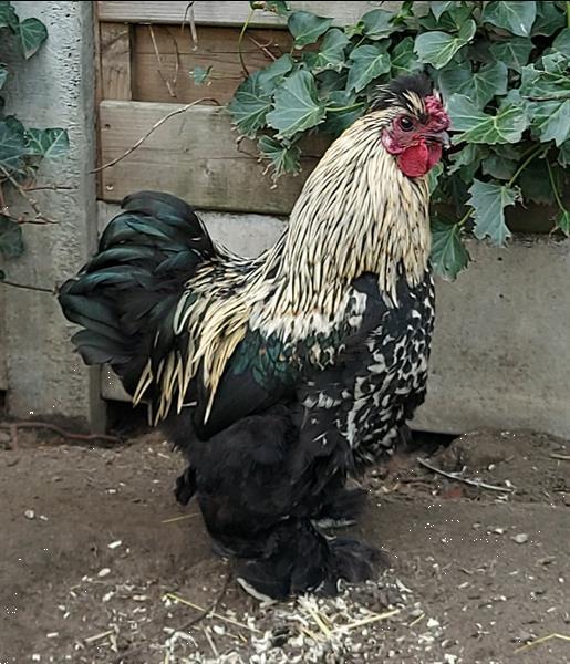 Grote foto gratis hanen dieren en toebehoren pluimvee