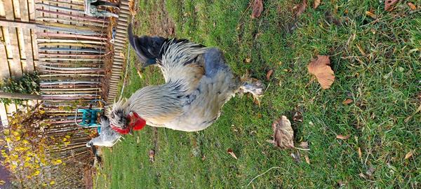 Grote foto gratis hanen dieren en toebehoren pluimvee