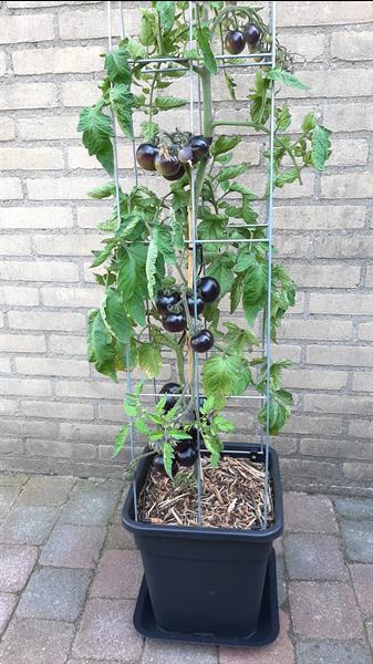 Grote foto zelf kweken tomaten tomaat tomatenplanten tuin en terras kassen en kweekspullen