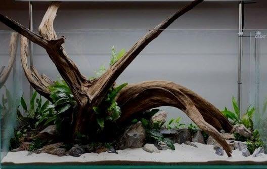ik heb het gevonden Inconsistent Wetenschap Fine Sinking Wood 50-65cm - Aquarium Decoratie Mangrove Hout Kopen |  Vissenkommen