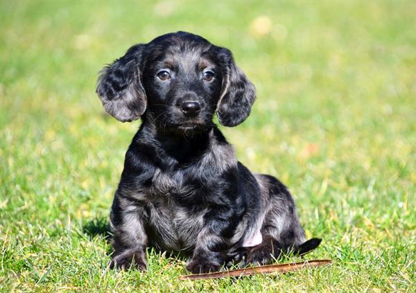 Grote foto langharige teckel pup reutje te koop dieren en toebehoren teckels en dashonden