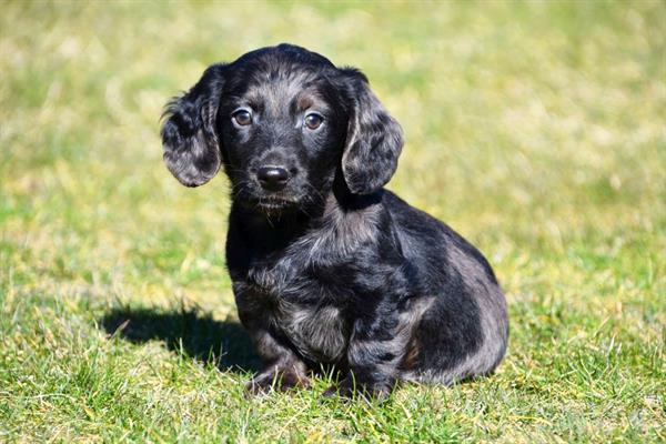 Grote foto langharige teckel pup reutje te koop dieren en toebehoren teckels en dashonden