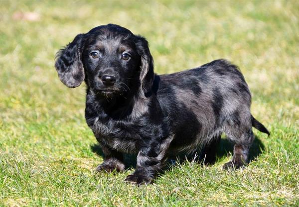 Grote foto langharige teckel pup reutje te koop dieren en toebehoren teckels en dashonden