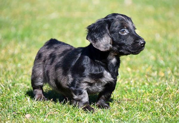 Grote foto langharige teckel pup reutje te koop dieren en toebehoren teckels en dashonden