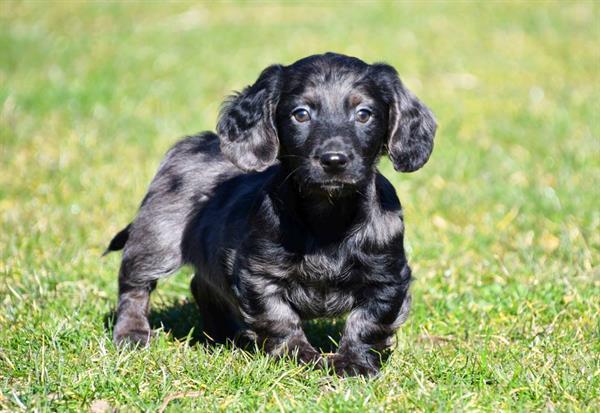 Grote foto langharige teckel pup reutje te koop dieren en toebehoren teckels en dashonden