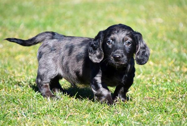 Grote foto langharige teckel pup reutje te koop dieren en toebehoren teckels en dashonden