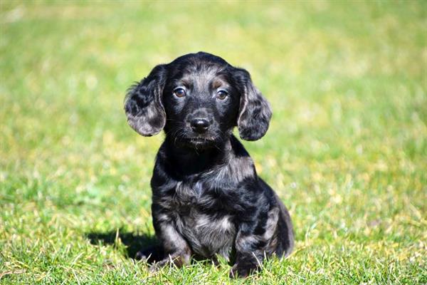 Grote foto langharige teckel pup reutje te koop dieren en toebehoren teckels en dashonden