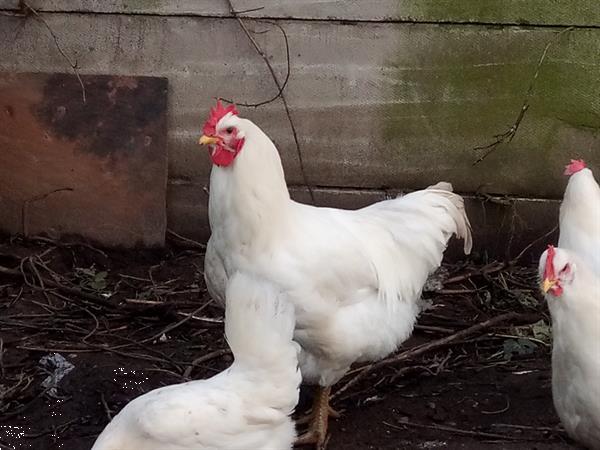 Grote foto haan jersey giant wit dieren en toebehoren pluimvee