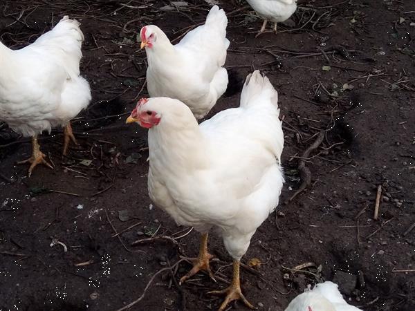 Grote foto haan jersey giant wit dieren en toebehoren pluimvee