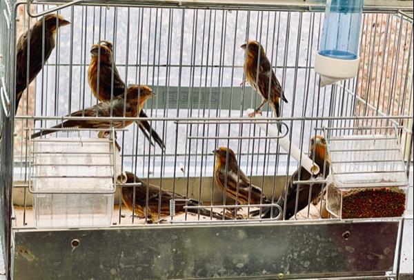 Grote foto mexicaanse roodmus dieren en toebehoren overige vogels