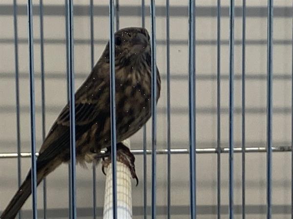 Grote foto mexicaanse roodmus dieren en toebehoren overige vogels