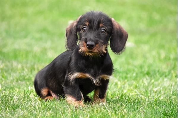 Grote foto ruwharige dwerg teckel pups te koop dieren en toebehoren teckels en dashonden