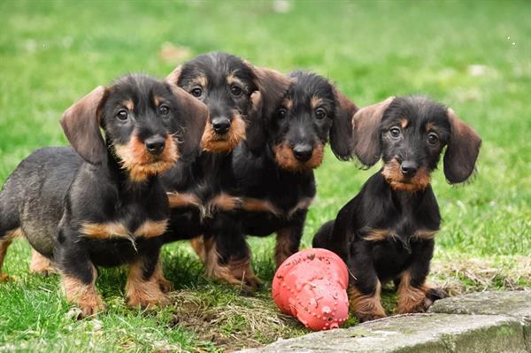 Grote foto ruwharige dwerg teckel pups te koop dieren en toebehoren teckels en dashonden