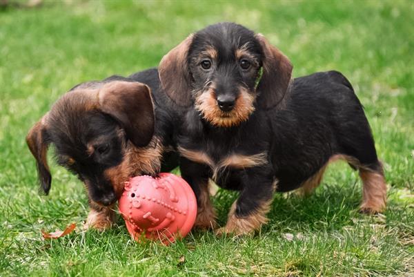 Grote foto ruwharige dwerg teckel pups te koop dieren en toebehoren teckels en dashonden