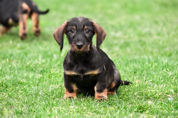 Grote foto ruwharige dwerg teckel pups te koop dieren en toebehoren teckels en dashonden