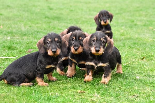Grote foto ruwharige dwerg teckel pups te koop dieren en toebehoren teckels en dashonden