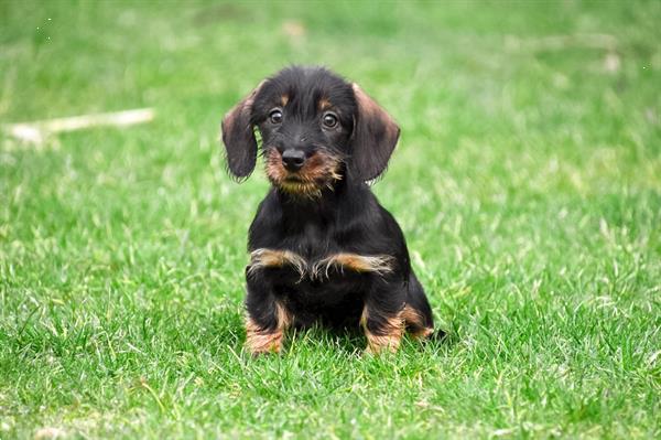 Grote foto ruwharige dwerg teckel pups te koop dieren en toebehoren teckels en dashonden