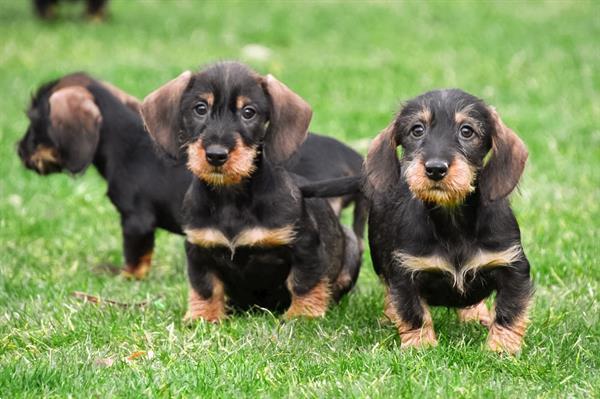 Grote foto ruwharige dwerg teckel pups te koop dieren en toebehoren teckels en dashonden