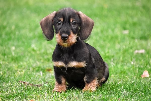 Grote foto ruwharige dwerg teckel pups te koop dieren en toebehoren teckels en dashonden