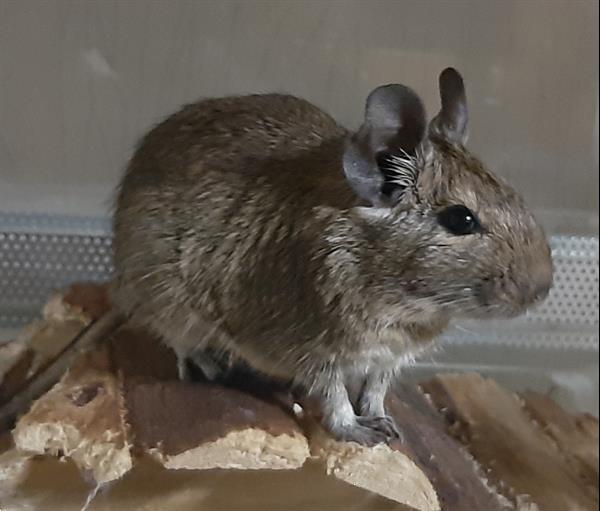 Grote foto mooie degoe te koop dieren en toebehoren knaagdieren