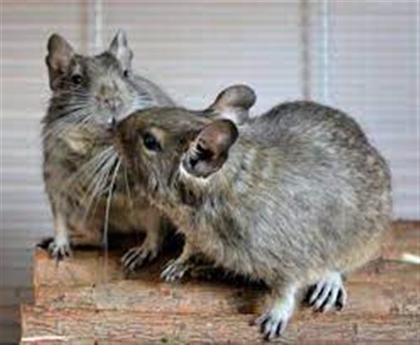 Grote foto mooie degoe te koop dieren en toebehoren knaagdieren