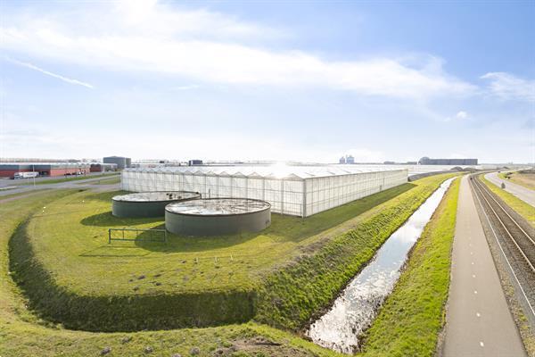 Grote foto glastuinbouwbedrijf te westdorpe agrarisch glastuinbouw