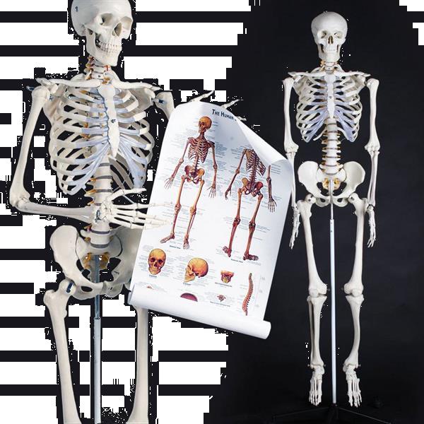 Grote foto prof levensgroot anatomiemodel skelet geraamte anatomie diversen overige diversen