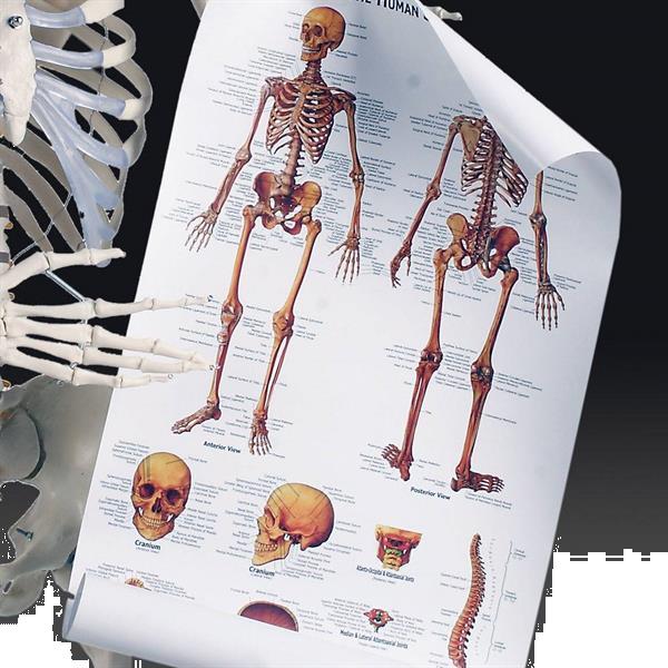 Grote foto prof levensgroot anatomiemodel skelet geraamte anatomie diversen overige diversen