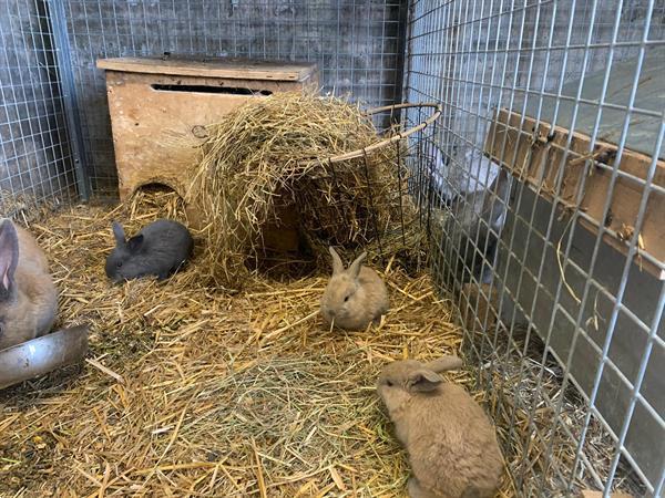 Grote foto vlaamse reuzen dieren en toebehoren konijnen