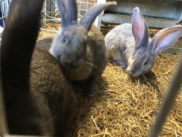 Grote foto vlaamse reuzen dieren en toebehoren konijnen