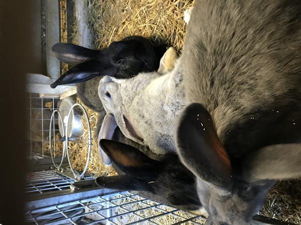 Grote foto vlaamse reuzen dieren en toebehoren konijnen