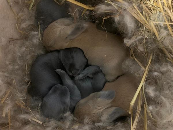 Grote foto vlaamse reuzen dieren en toebehoren konijnen