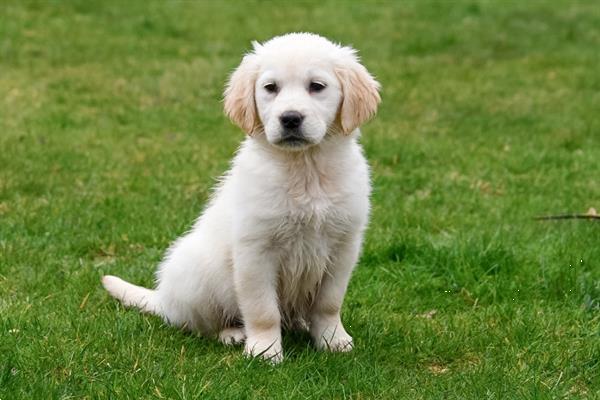 Golden Pups te Koop - Aanwezig Kopen | Retrievers, Spaniëls en Waterhonden