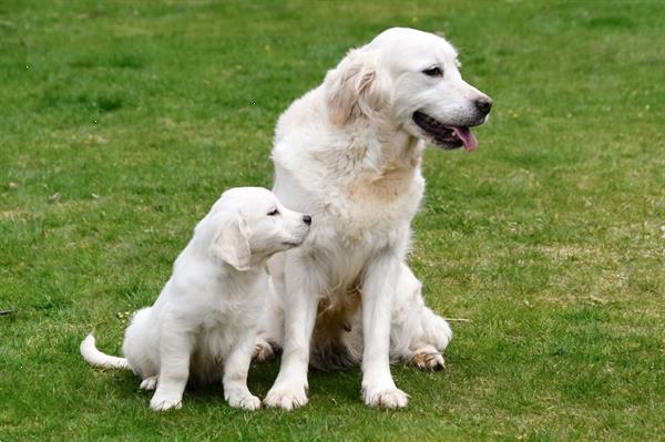 Grote foto golden retriever pups te koop ouders aanwezig dieren en toebehoren retrievers spani ls en waterhonden