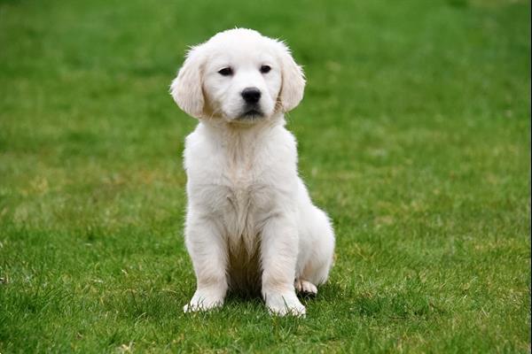 Grote foto golden retriever pups te koop ouders aanwezig dieren en toebehoren retrievers spani ls en waterhonden