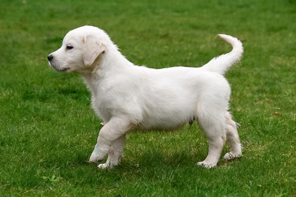 Grote foto golden retriever pups te koop ouders aanwezig dieren en toebehoren retrievers spani ls en waterhonden