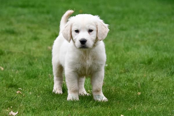 Grote foto golden retriever pups te koop ouders aanwezig dieren en toebehoren retrievers spani ls en waterhonden