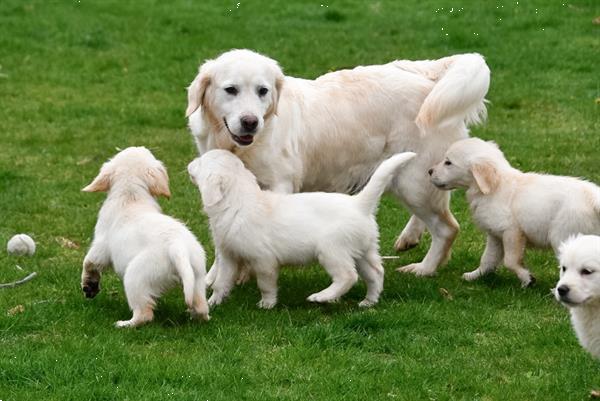 Grote foto golden retriever pups te koop ouders aanwezig dieren en toebehoren retrievers spani ls en waterhonden