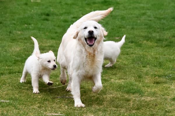 Grote foto golden retriever pups te koop ouders aanwezig dieren en toebehoren retrievers spani ls en waterhonden